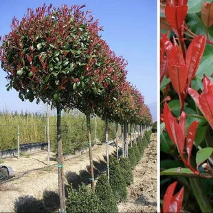 Fotínia na kmienku Red Robin (červienka) 130/140 cm, priemer koruny 35/40 cm, v črepníku Photinia fraseri Red Robin