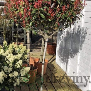 Fotínia na kmienku výška 180/200 cm, priemer koruny 35/50 cm v kvetináči Photinia Fraseri Red Robin