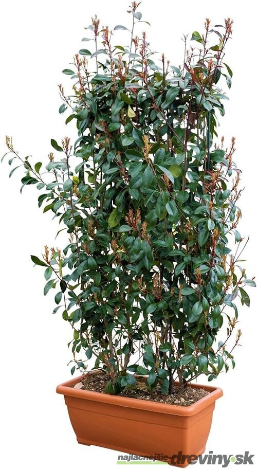 Fotínia na špaliéri (červienka), výška 180/220 cm, v črepníku Photinia fraseri red robin