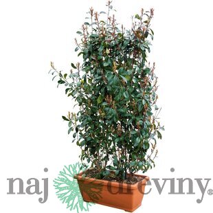 Fotínia na špaliéri (červienka), výška 180/220 cm, v črepníku Photinia fraseri red robin