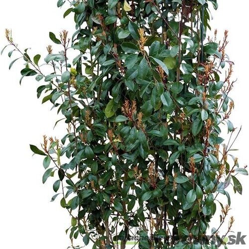 Fotínia na špaliéri (červienka), výška 180/220 cm, v črepníku Photinia fraseri red robin
