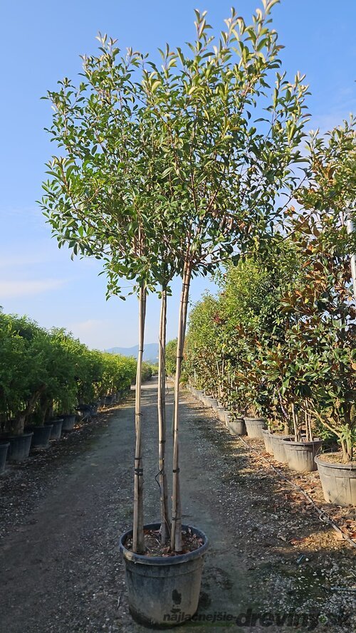 Fotínia Red Robin, 3 kmienky “mushroom“, výška 200/250 cm, v črepníku 100l Photinia x fr.Red Robin