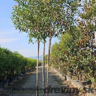 Fotínia Red Robin, 3 kmienky “mushroom“, výška 200/250 cm, v črepníku 100l Photinia x fr.Red Robin