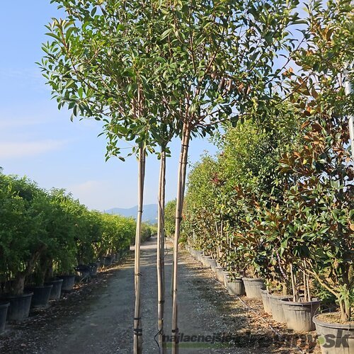 Fotínia Red Robin, 3 kmienky “mushroom“, výška 200/250 cm, v črepníku 100l Photinia x fr.Red Robin