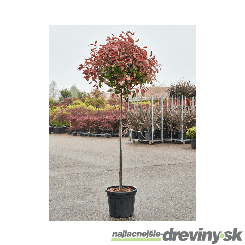 Fotínia Red Robin na kmienku 150 cm, celková výška 180/200 cm, v črepníku 10l Photinia fraseri Red Robin