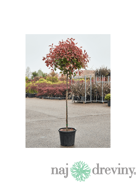 Fotínia Red Robin na kmienku 150 cm, celková výška 180/200 cm, v črepníku 10l Photinia fraseri Red Robin