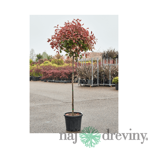 Fotínia Red Robin na kmienku 150 cm, celková výška 180/200 cm, v črepníku 10l Photinia fraseri Red Robin
