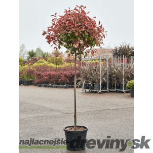 Fotínia Red Robin na kmienku 150 cm, celková výška 180/200 cm, v črepníku 10l Photinia fraseri Red Robin