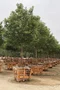 Gáfrovník lekársky 160/180 cm, v črepníku 30l Cinnamomum Camphora