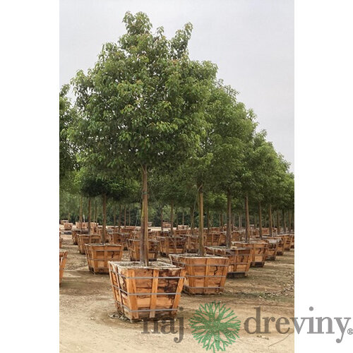Gáfrovník lekársky 160/180 cm, v črepníku 30l Cinnamomum Camphora