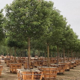 Gáfrovník lekársky 160/180 cm, v črepníku 30l Cinnamomum Camphora