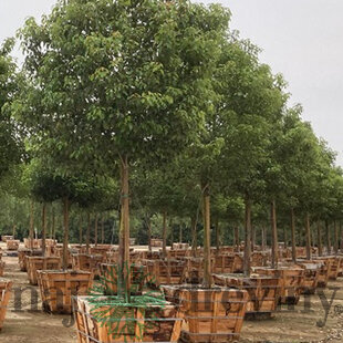 Gáfrovník lekársky 160/180 cm, v črepníku 30l Cinnamomum Camphora