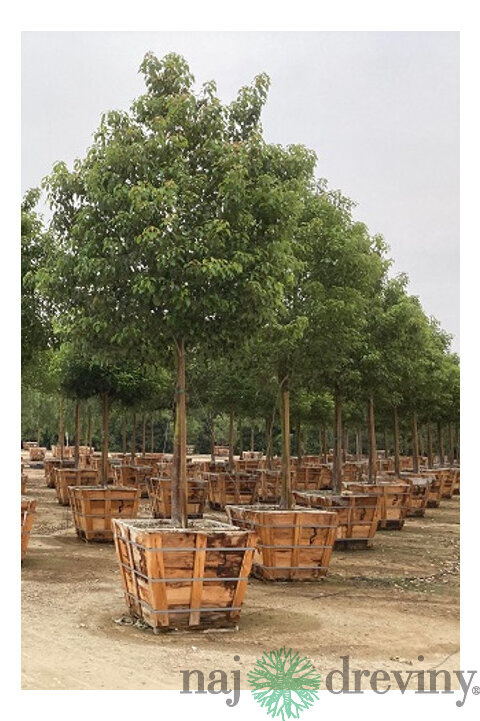 Gáfrovník lekársky 160/180 cm, v črepníku 30l Cinnamomum Camphora