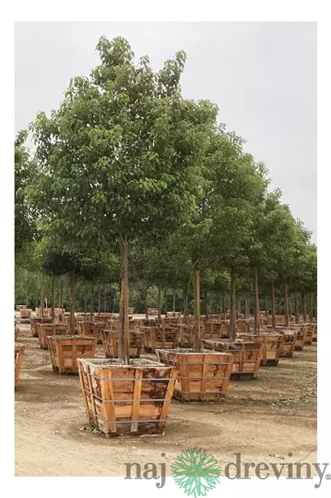 Gáfrovník lekársky 160/180 cm, v črepníku 30l Cinnamomum Camphora