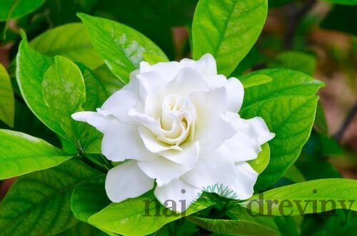 Gardénia jaminová, výška 10/20cm, v črepníku 3L Gardenia Jasminoides