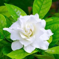 Gardénia jaminová, výška 10/20cm, v črepníku 3L Gardenia Jasminoides