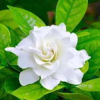 Gardénia jaminová, výška 30/50cm, v črepníku 3L Gardenia Jasminoides