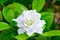 Gardénia jaminová, výška 30/50cm, v črepníku 3L Gardenia Jasminoides