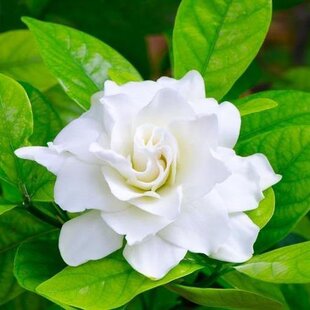 Gardénia jaminová, výška 30/50cm, v črepníku 3L Gardenia Jasminoides
