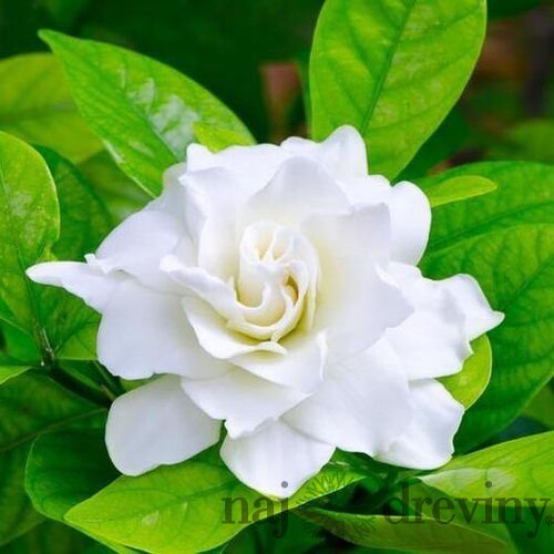 Gardénia jaminová, výška 30/50cm, v črepníku 3L Gardenia Jasminoides