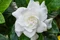 Gardénia jaminová, výška 40/50cm, v črepníku 10L Gardenia jasminoides