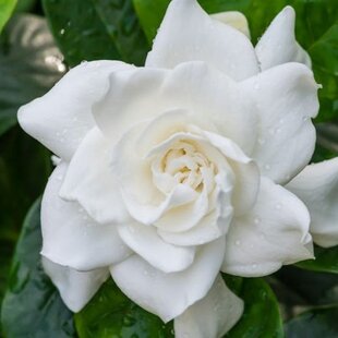 Gardénia jaminová, výška 40/50cm, v črepníku 10L Gardenia jasminoides