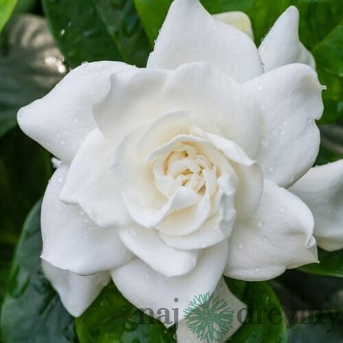 Gardénia jaminová, výška 40/50cm, v črepníku 10L Gardenia jasminoides