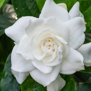 Gardénia jaminová, výška 40/50cm, v črepníku 10L Gardenia jasminoides
