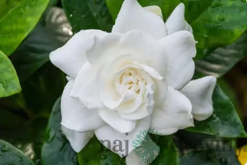 Gardénia jaminová, výška 40/50cm, v črepníku 10L Gardenia jasminoides