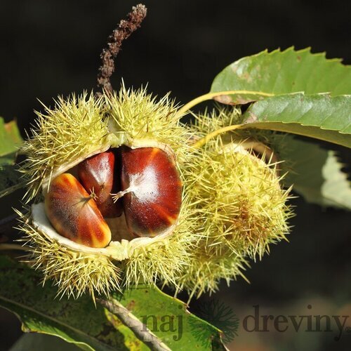 Gaštan jedlý 120/140 cm, v črepníku Castanea sativa