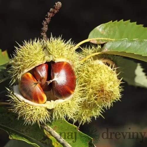 Gaštan jedlý 120/140 cm, v črepníku Castanea sativa