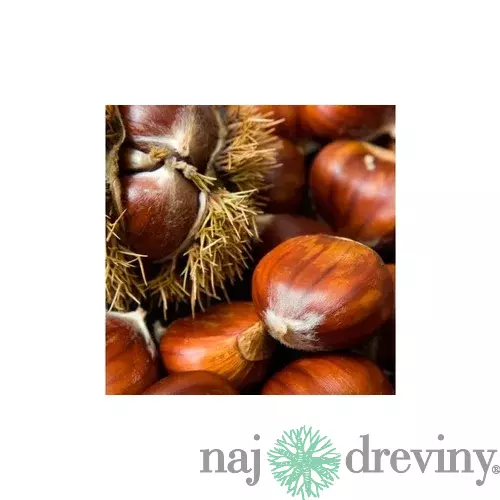 Gaštan jedlý 50/80 cm, v črepníku Castanea sativa