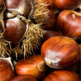 Gaštan jedlý 50/80 cm, v črepníku Castanea sativa