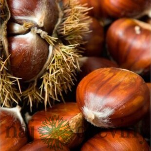 Gaštan jedlý 50/80 cm, v črepníku Castanea sativa