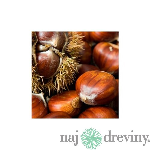 Gaštan jedlý 50/80 cm, v črepníku Castanea sativa