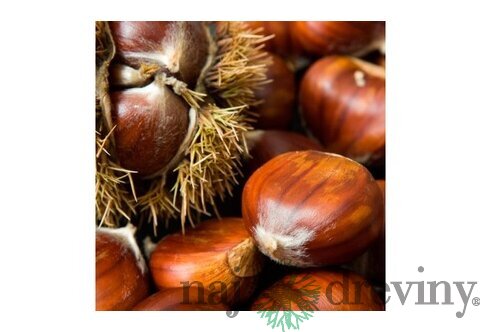 Gaštan jedlý 50/80 cm, v črepníku Castanea sativa