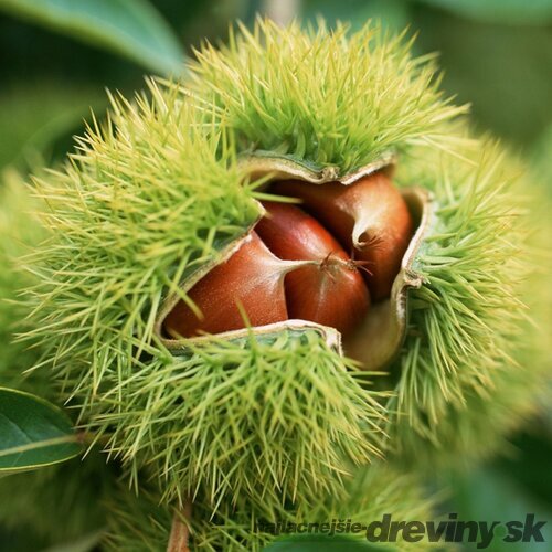 Gaštan jedlý Bouche de Betizac, na kmienku 120 cm, obvod 8/10 cm, celková výška 250/+ cm, v črepníku 18l CASTANEA SATIVA