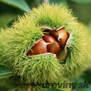 Gaštan jedlý Bouche de Betizac, na kmienku 120 cm, obvod 8/10 cm, celková výška 250/+ cm, v črepníku 18l CASTANEA SATIVA