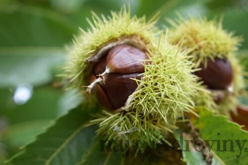 Gaštan jedlý už bohato rodiaci Bouche de Betizac 140/160 cm, v črepníku CASTANEA SATIVA