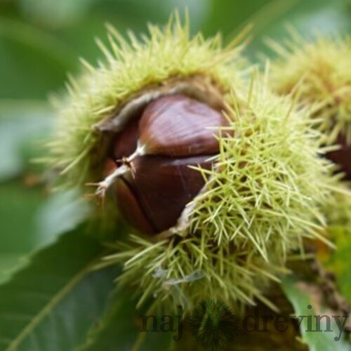Gaštan jedlý už bohato rodiaci Bouche de Betizac 140/160 cm, v črepníku CASTANEA SATIVA