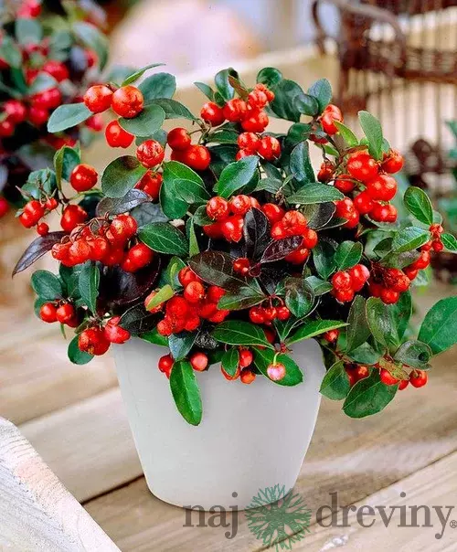 Gaultéria Big Berry 15/25 cm, v črepníku Gaulheria procumbens Big Berry