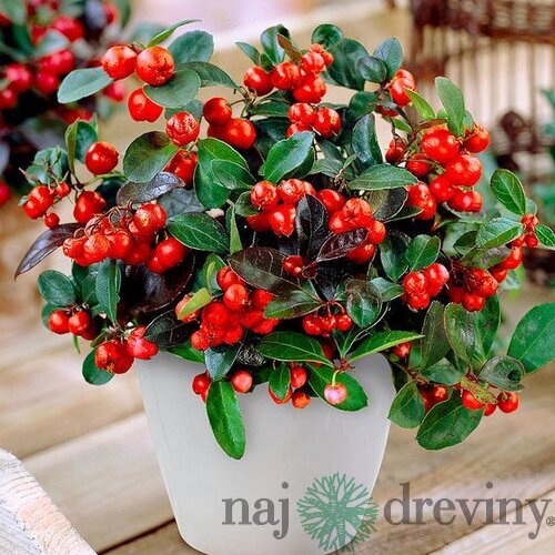 Gaultéria Big Berry 15/25 cm, v črepníku Gaulheria procumbens Big Berry