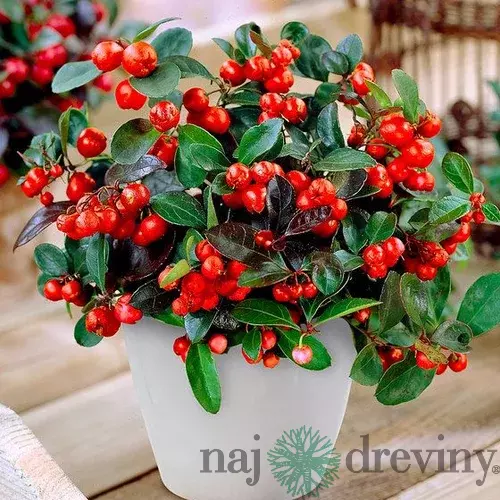 Gaultéria Big Berry 15/25 cm, v črepníku Gaulheria procumbens Big Berry