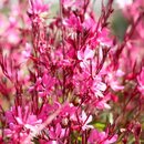 Gaura