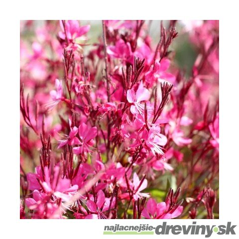 Gaura Lindheimerova GAUDI PINK® 20/40 cm v črepníku 2l Gaura lindheimeri GAUDI PINK ‘Florgaupi‘