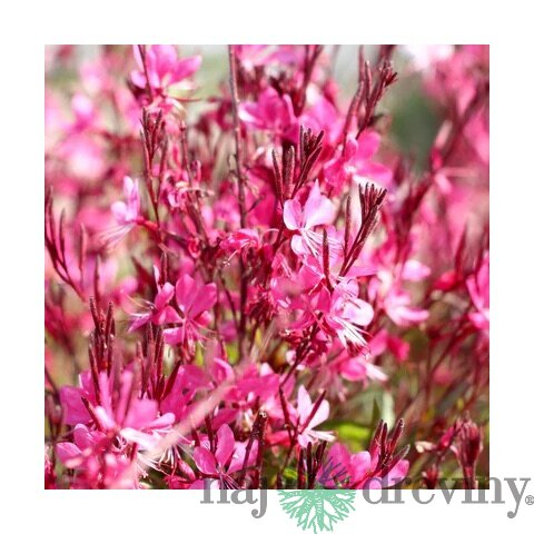 Gaura Lindheimerova GAUDI PINK® 20/40 cm v črepníku 2l Gaura lindheimeri GAUDI PINK ‘Florgaupi‘