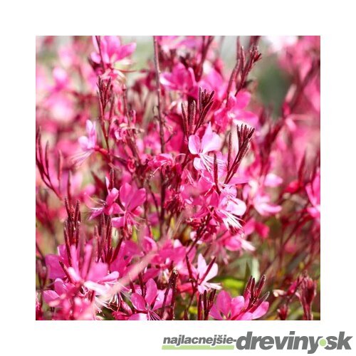 Gaura Lindheimerova GAUDI PINK® 20/40 cm v črepníku 2l Gaura lindheimeri GAUDI PINK ‘Florgaupi‘