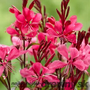 Gaura Lindheimerova GAUDI RED ® 20/40 cm v črepníku 2l Gaura lindheimeri GAUDI RED ‘Florgaured‘