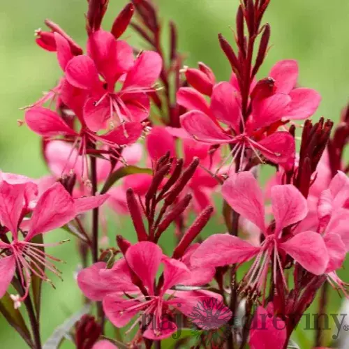 Gaura Lindheimerova GAUDI RED ® 20/40 cm v črepníku 2l Gaura lindheimeri GAUDI RED ‘Florgaured‘