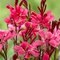 Gaura Lindheimerova GAUDI RED ® 20/40 cm v črepníku 2l Gaura lindheimeri GAUDI RED ‘Florgaured‘
